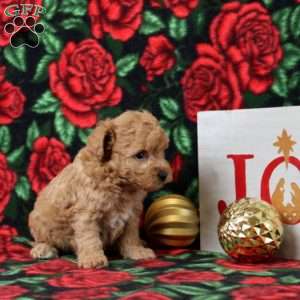 Kinsley, Morkie-Poo Puppy